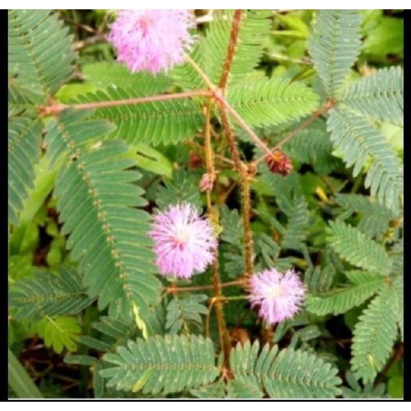 

Promo daun putri malu segar 500 gram bisa cod