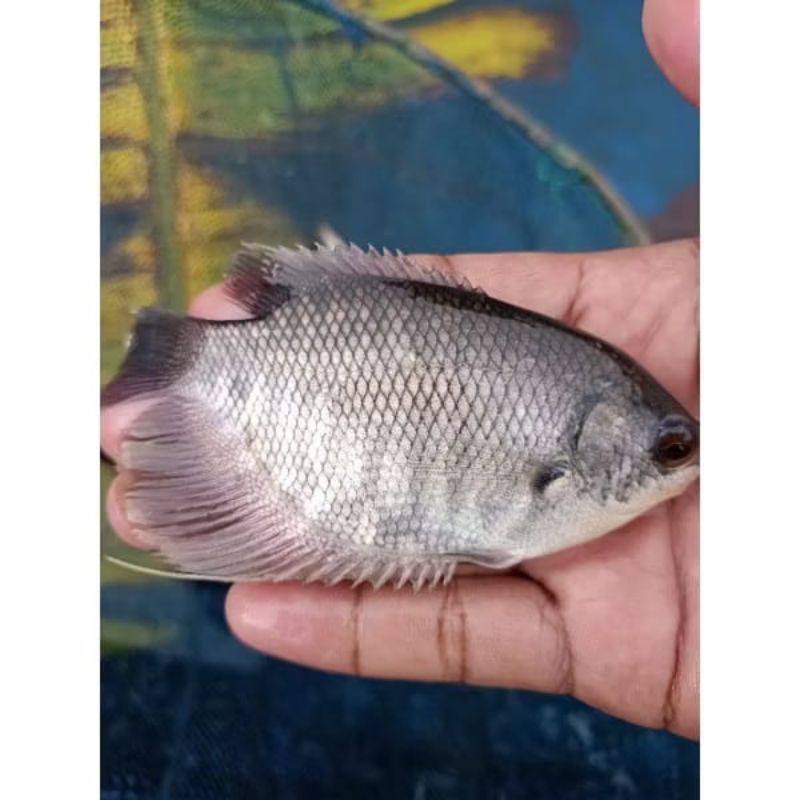Ikan gurame soang ukuran korek kayu / gurameh berkualitas cepat besar dan siap tebar