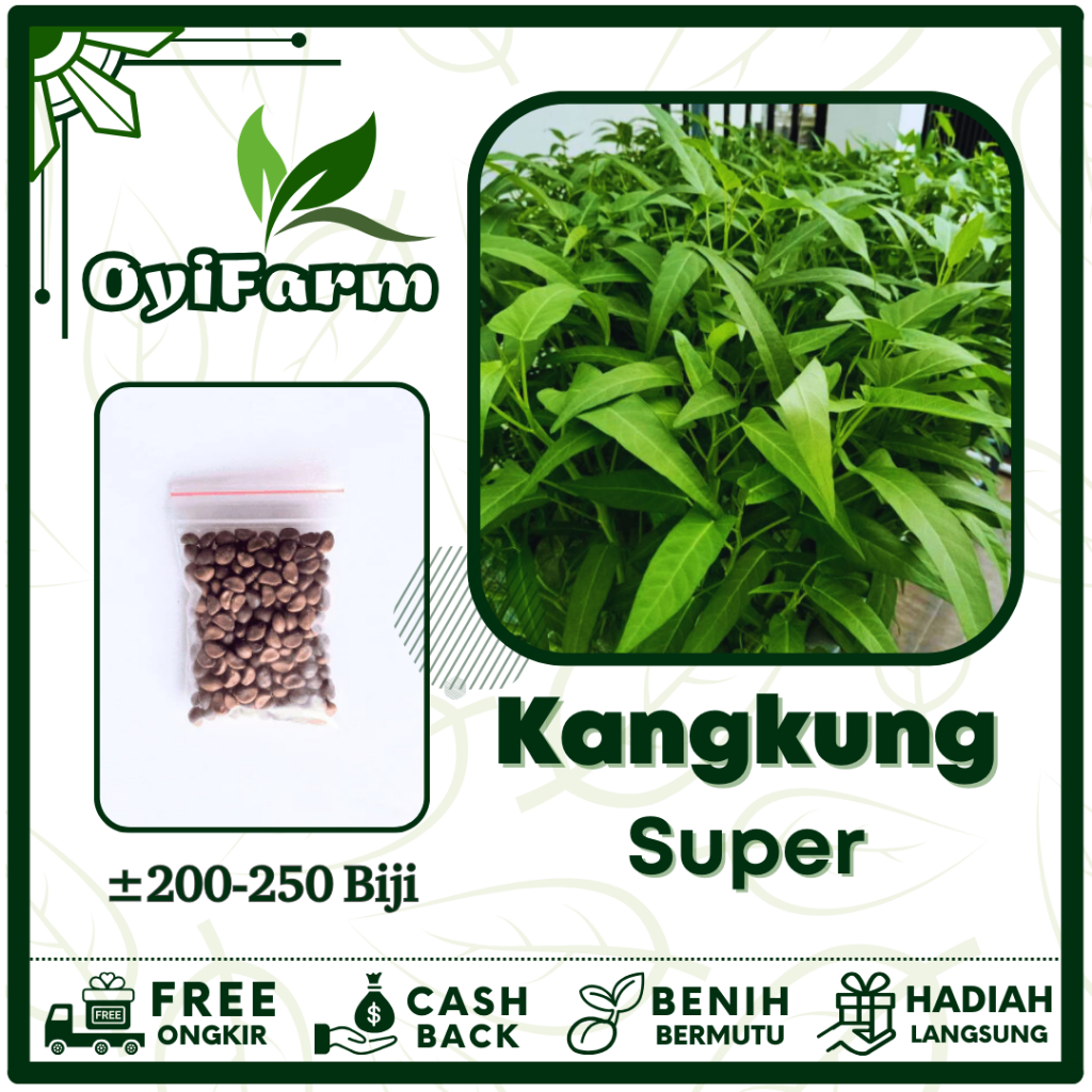 Benih Kangkung Super Unggul Berkualitas - Bibit Kangkung