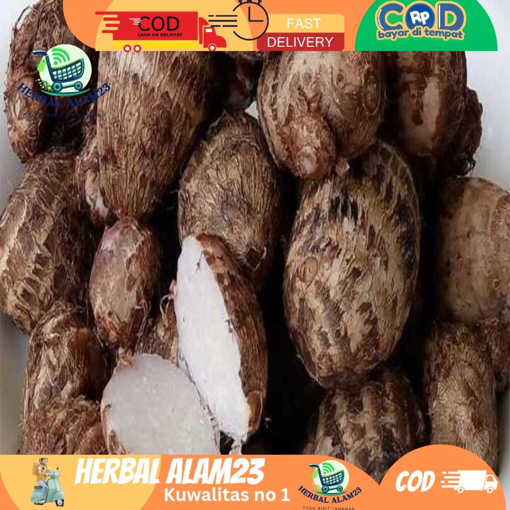 

Umbi Talas Pulen 1 kg -Ubi Talas Segar Fresh