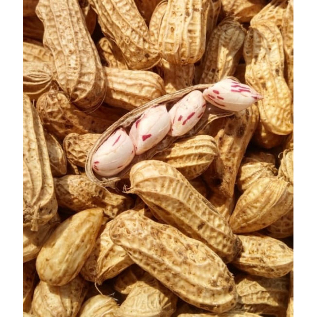

kacang kulit mentah asli lurik batik segar 1kg