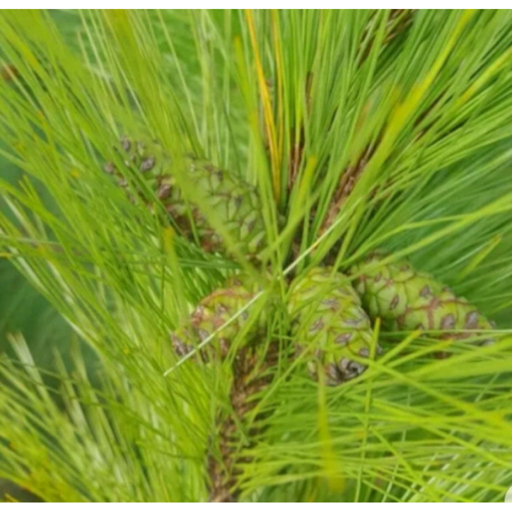 

Buah pinus muda 500 gram