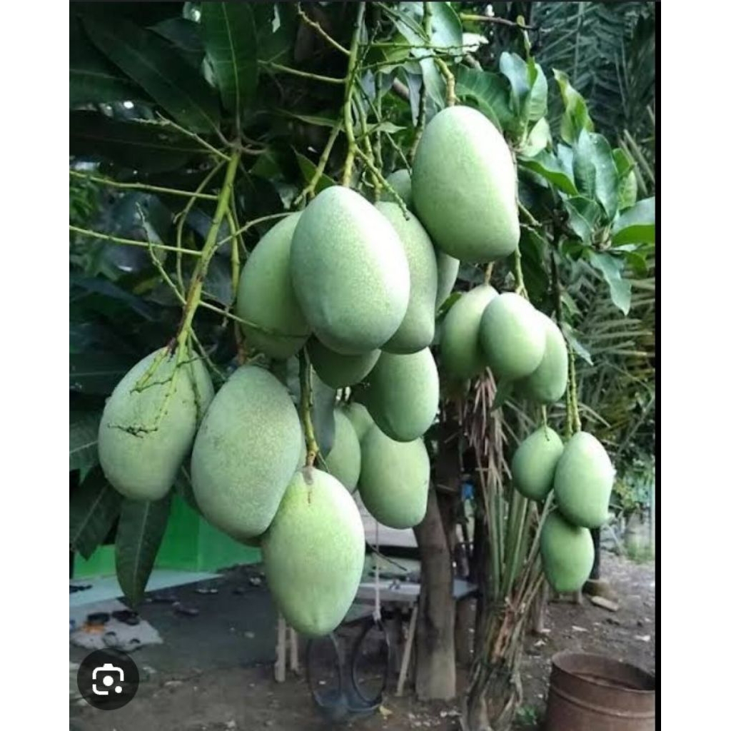 

bibi mangga manalagi super manis siap berbunga .okulasi
