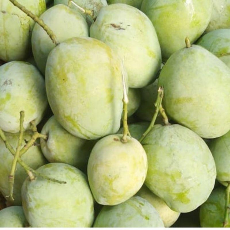 

mangga cengkir