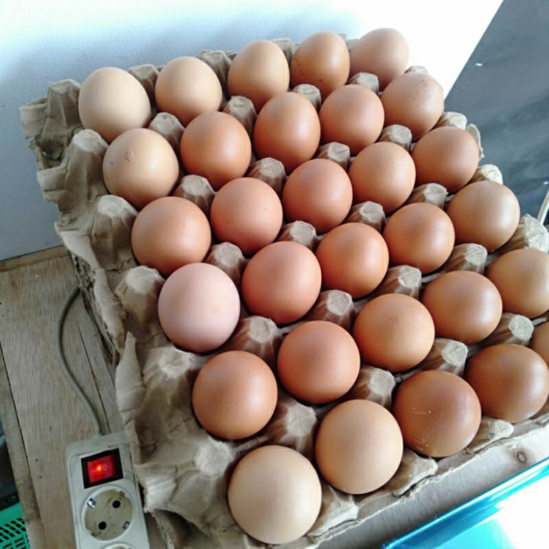 

TELOR AYAM OMEGA 1KG