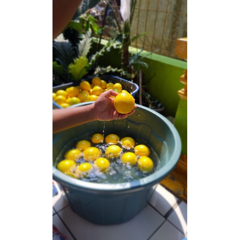 

PROMO LEMON CALIFORNIA FRESH 1KG /100Gram Isi 8-15 COCOK UNTUK INFUSED WATER