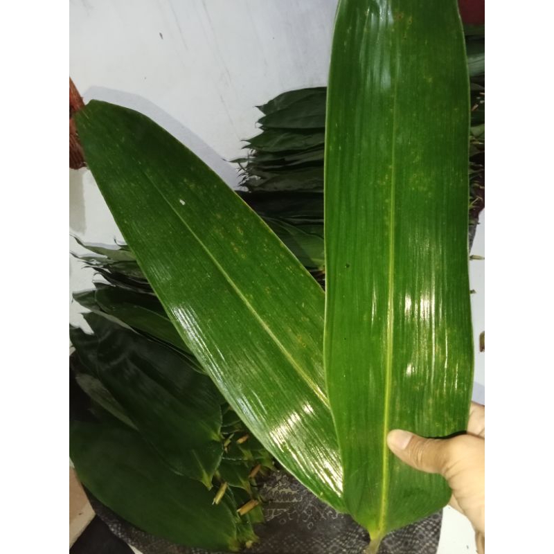 

termurah daun bambu bungkus bakcang 25 lembar