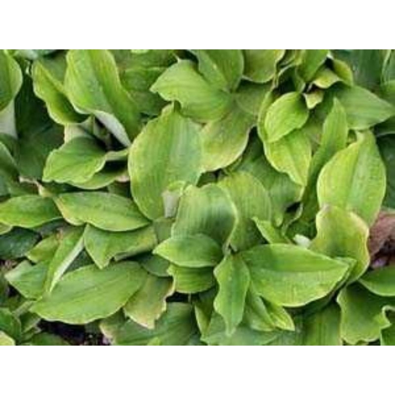 

New Daun Kencur 200grm
