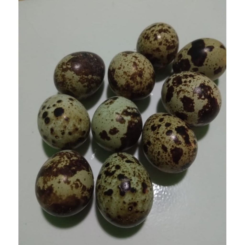 

Telur Puyuh Bangkok