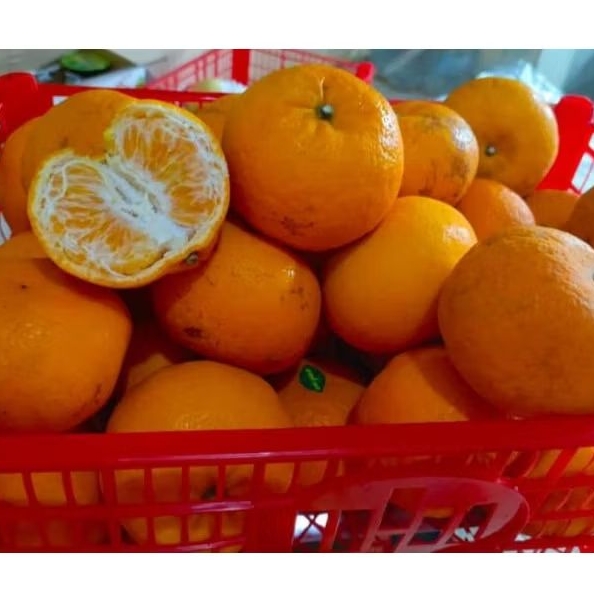 PROMO Jeruk Mandarin Wokam / Wogan Daun - Manis Segar