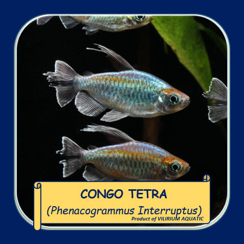 IKAN HIAS AIR TAWAR - CONGO TETRA / KONGO TETRA