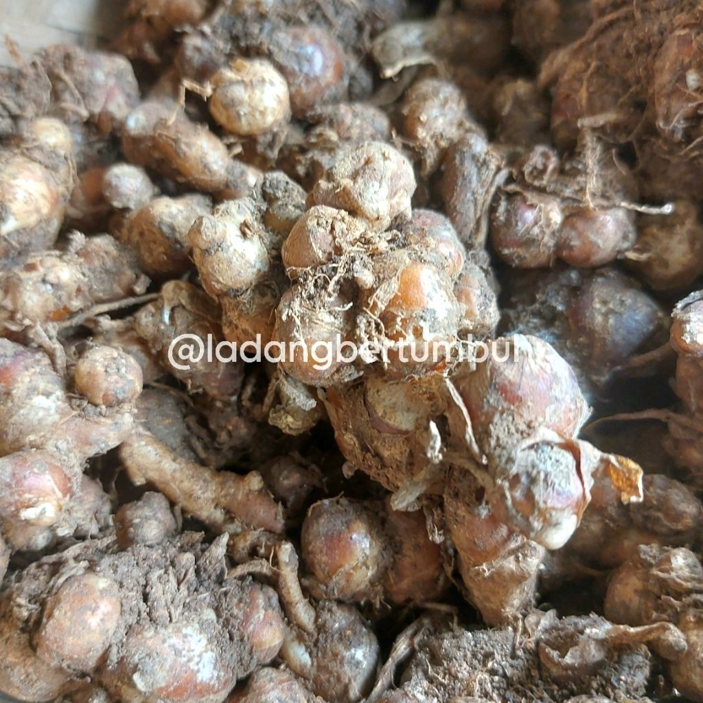 

Kencur Cikur Fresh Rempah Segar Kebutuhan Bumbu Dapur/Bumbu Seblak - LADANG BERTUMBUH