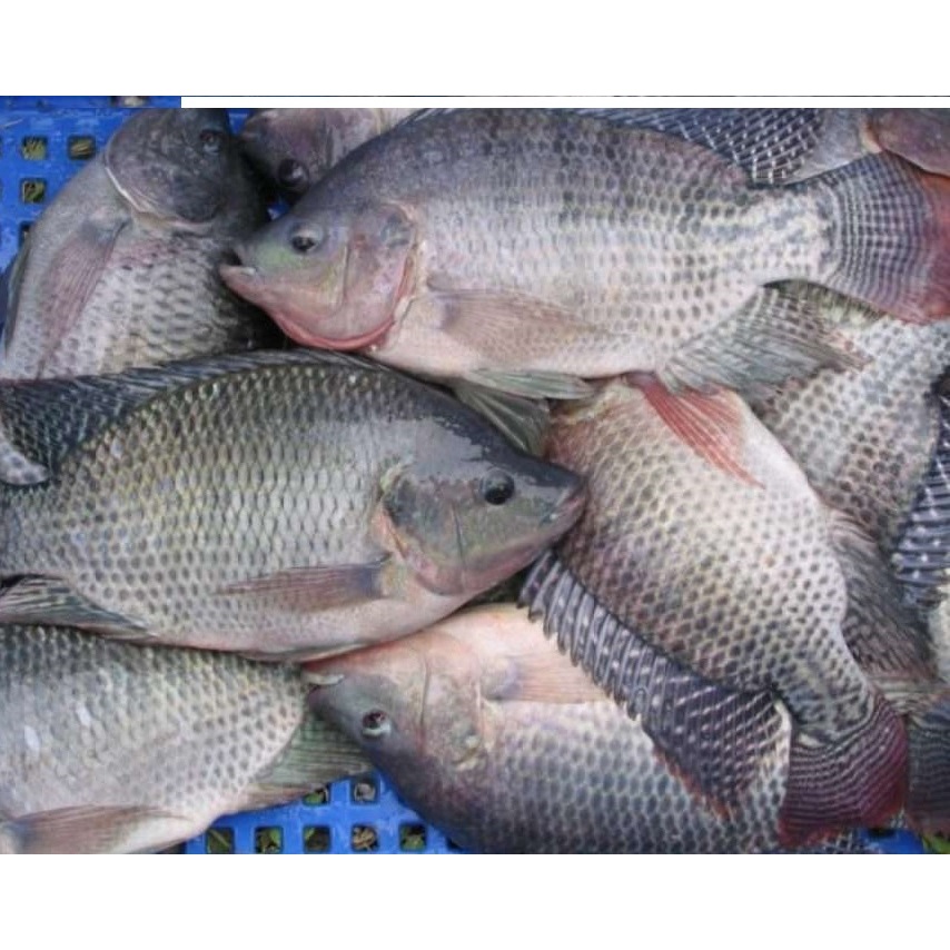 

Ikan Nila (Hitam) Segar 1kg Termurah