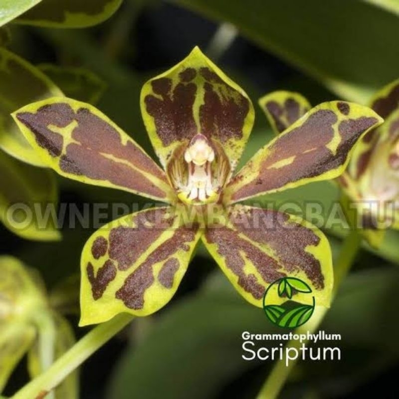 Grammatophyllum Scriptum Kuljar