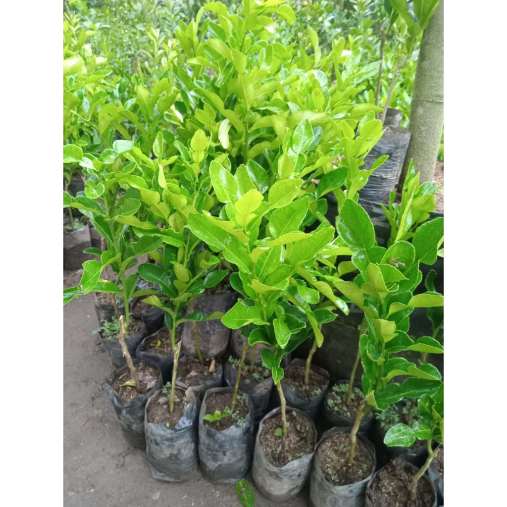 

Tanaman daun jeruk angka 8 - Bibit daun jeruk angka 8 - Jeruk angka 8