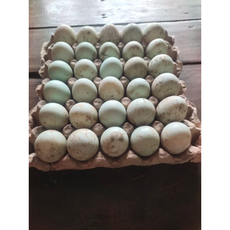 

Telur Itik Fresh dari kandang sendiri