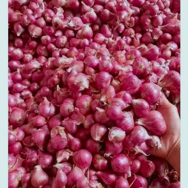 

Bawang merah probolinggo kemasan 250 gram