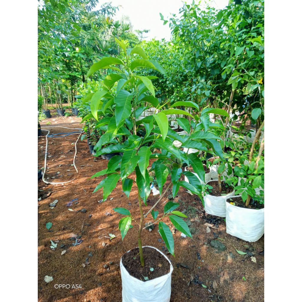 tanaman hias pohon cempaka bunga putih - tanaman bunga harum