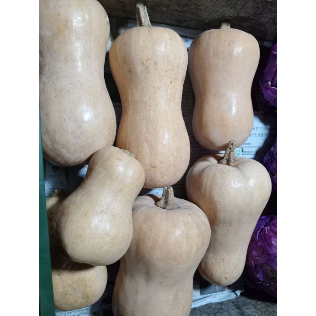 

Butternut 1 pcs 700-1kg