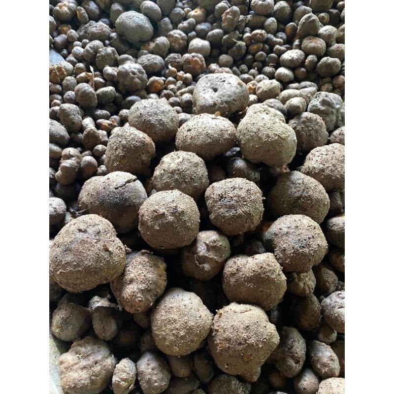 bibit Porang katak super 1kg isi 300_400