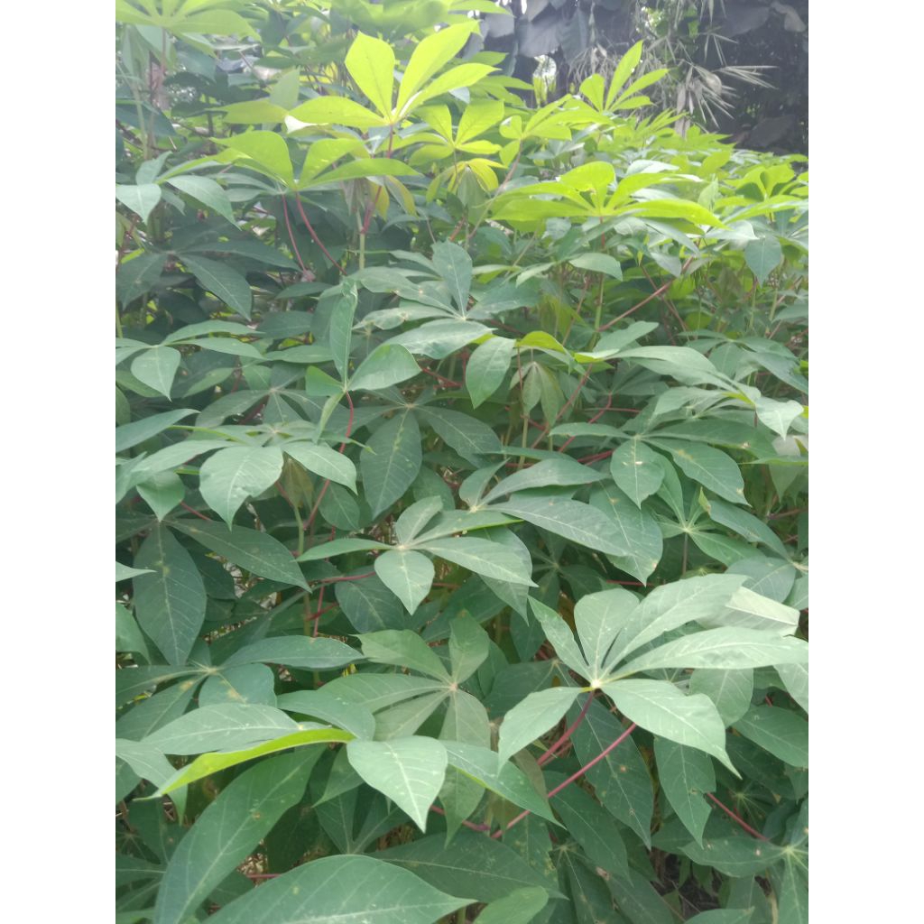 bibit stek batang ubi kayu super empuk