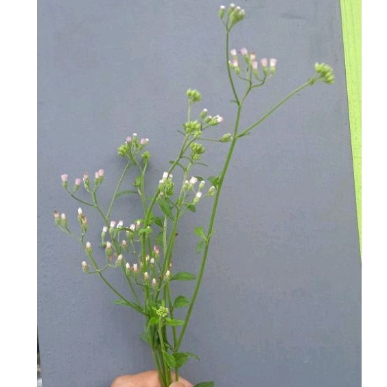 

bunga sawi langit herbal. 100gram