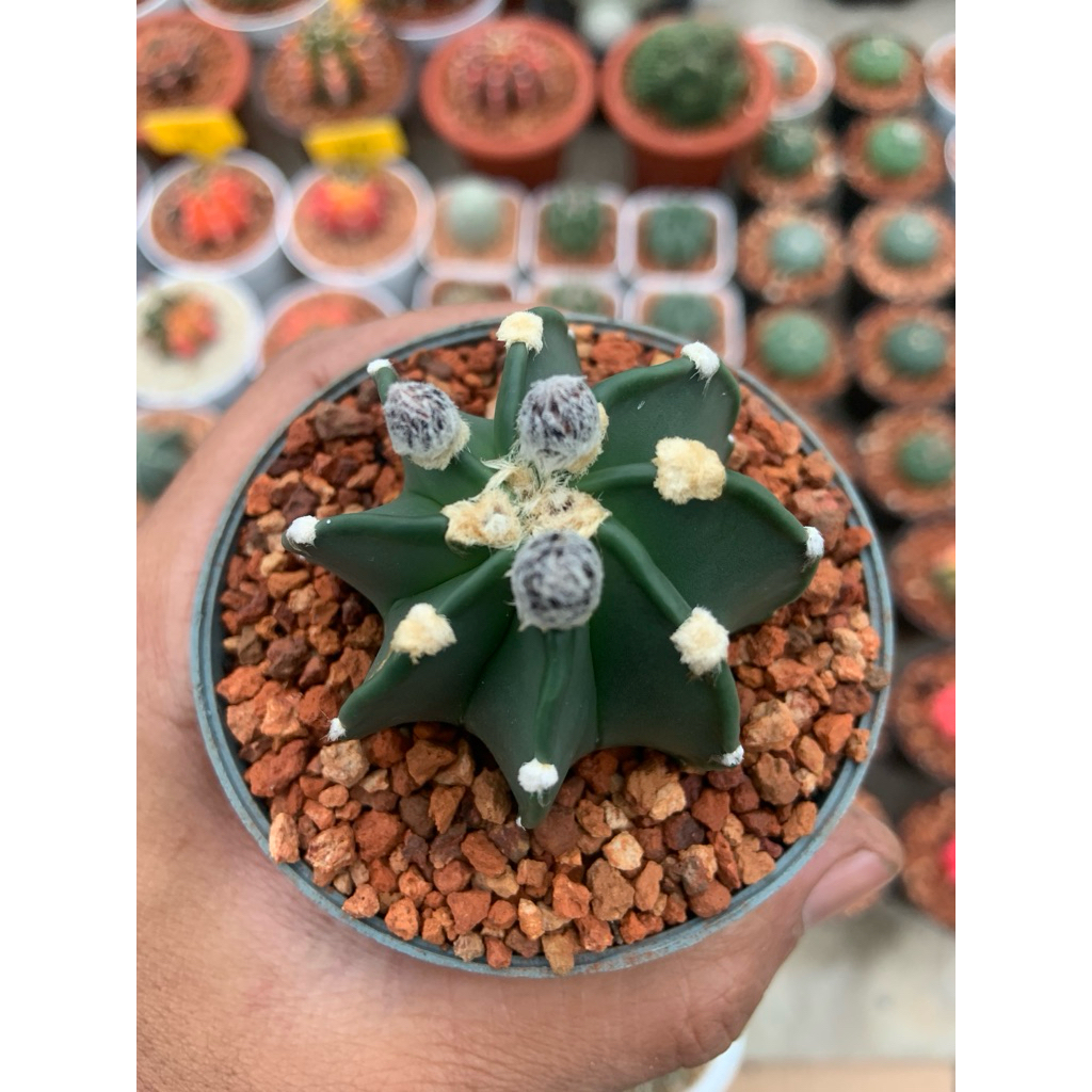 tanaman sekulen dan kaktus capricorn