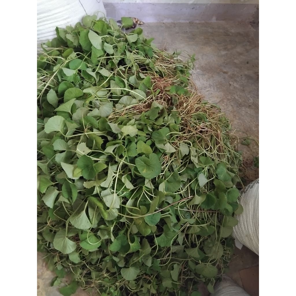 

Jual Daun pegagan segar pegagan merah 1000 gram