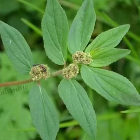 

Daun Patikan Kebo Segar 250gr baru Petik