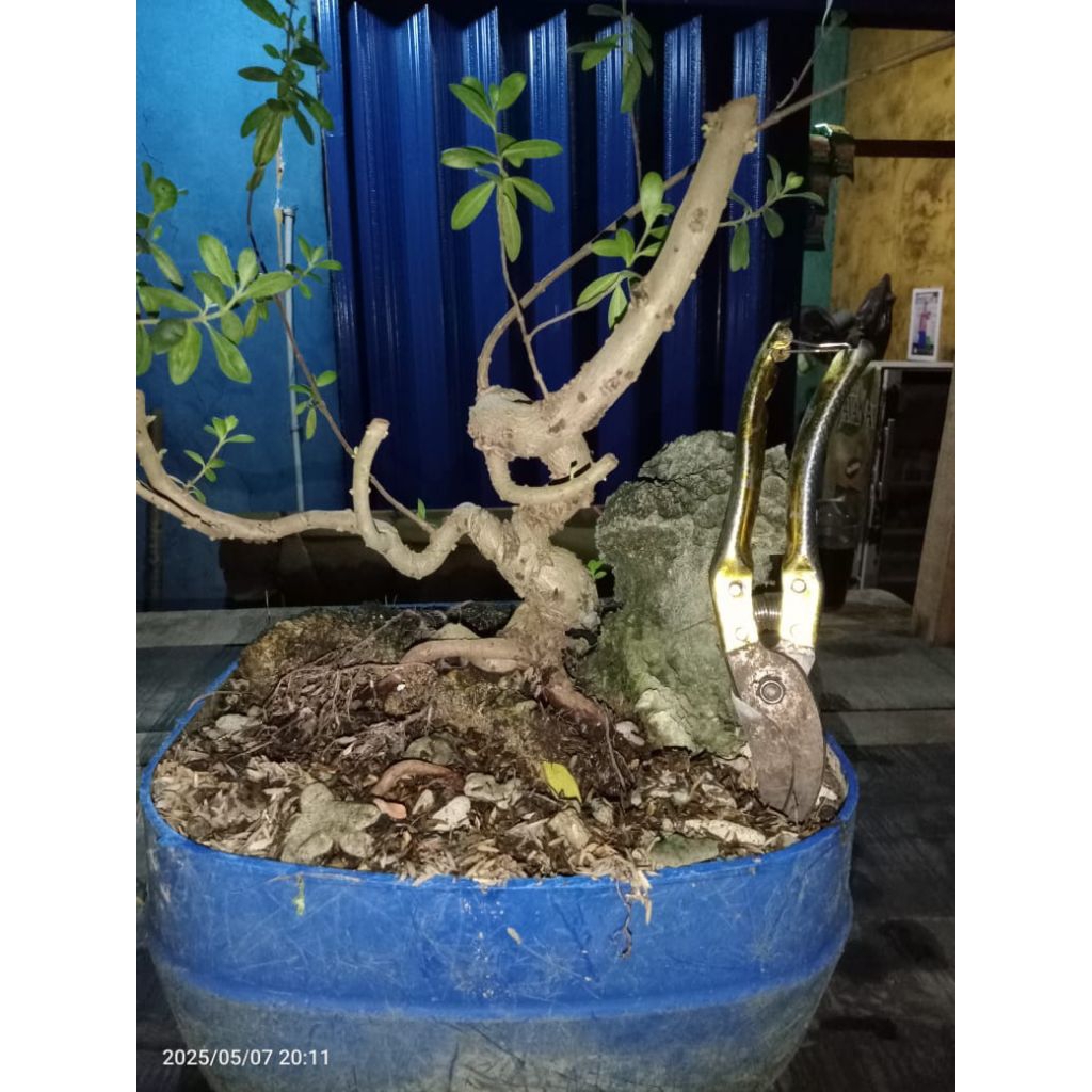 Bahan Bonsai Santigi