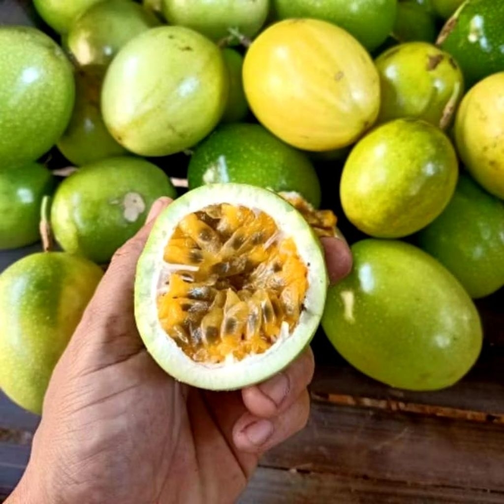 

Buah markisa tua segar 1kg/ di petik ketika ada orderan masuk