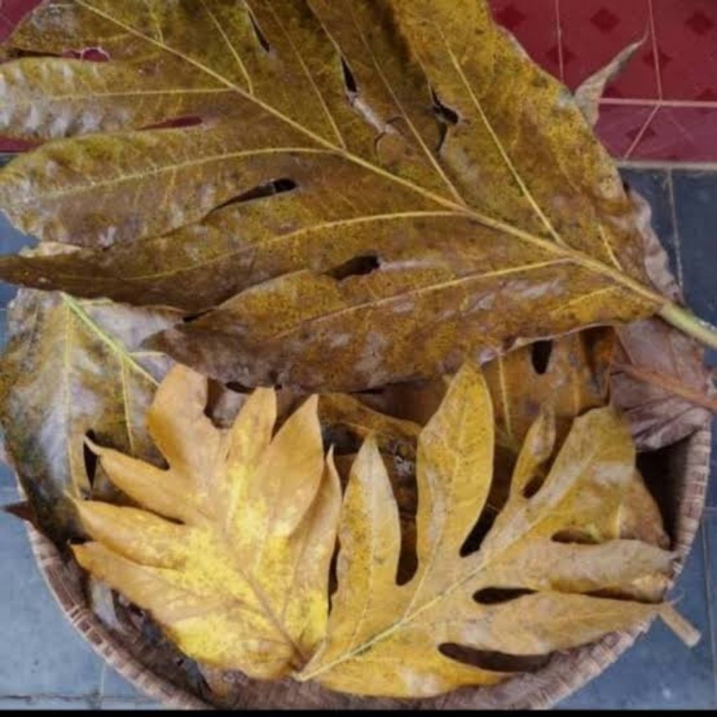 

Daun sukun kering obat herbal