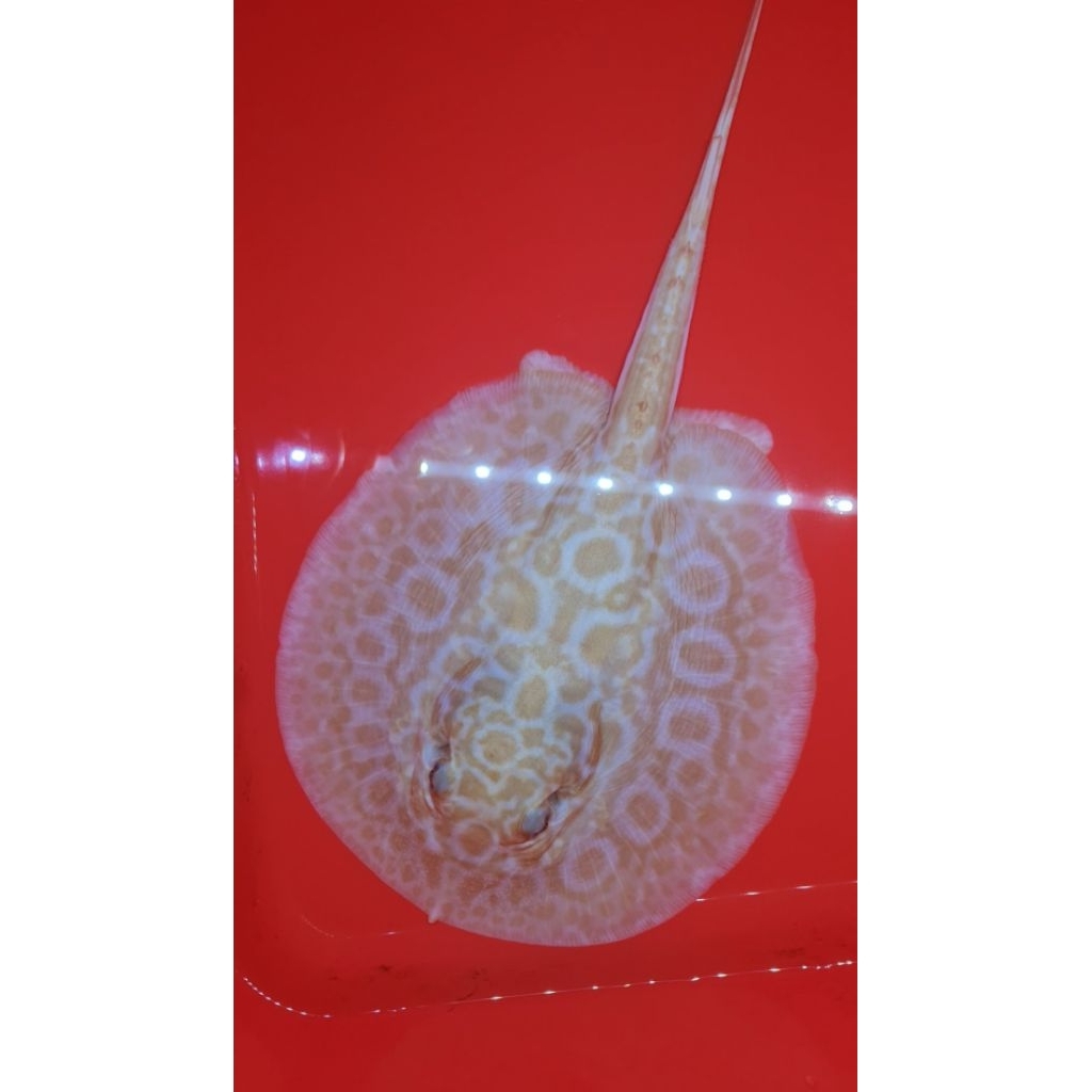 PARI AIR TAWAR ALBINO GOLDEN BASE/SNOW IKAN HIAS TANKMATE BLACK DIAMOND