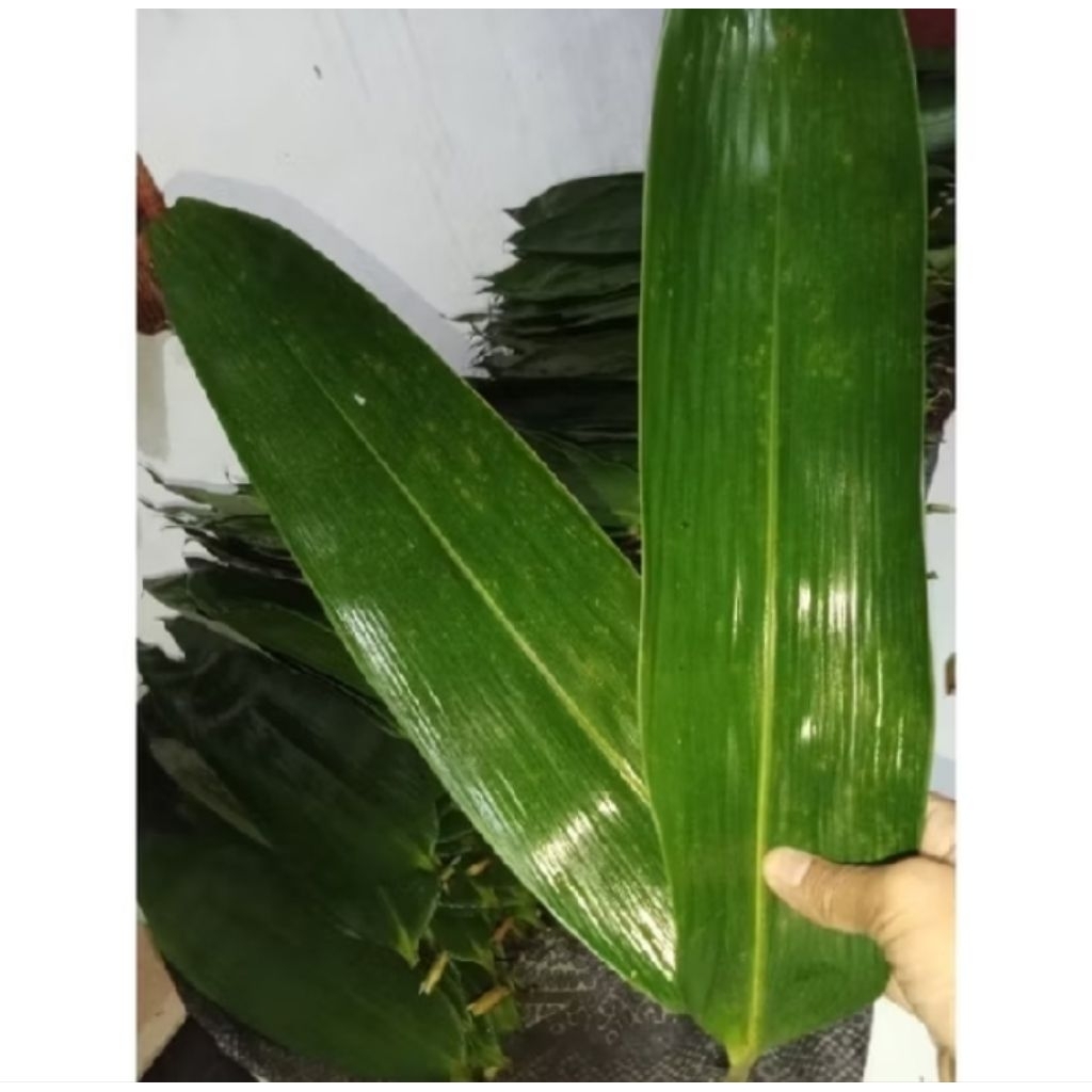 

daun bambu bakcang 100 lembar