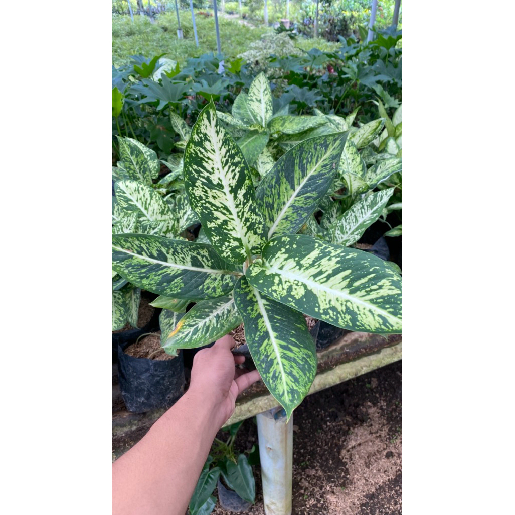 Tanaman Hias Diven Lukisan Cinta