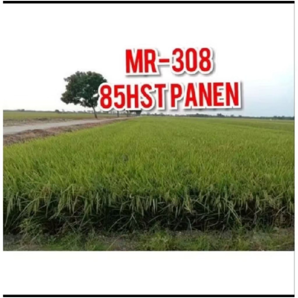 BIBIT BENIH PADI UNGGUL MR-308 KEMASAN 5KG