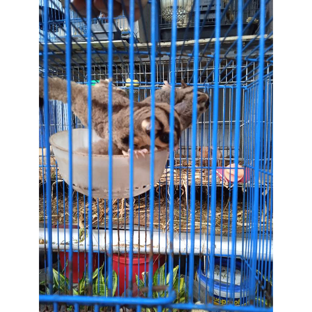 sugar glider white face