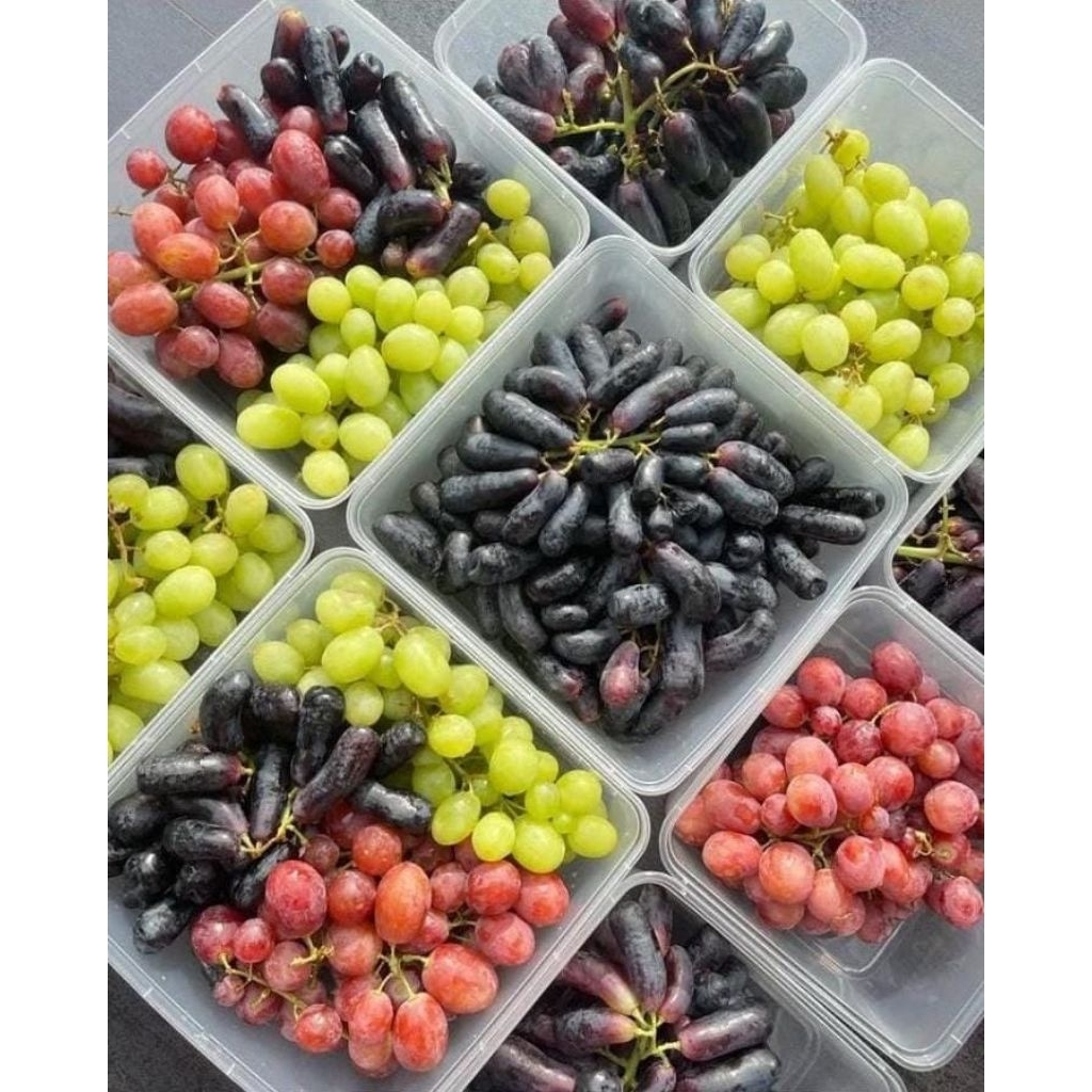 

ANGGUR BLACK ADORA / SWEET SAPPHIRE / RED CRIMSON / AUTUMN CRISPY (HIJAU)