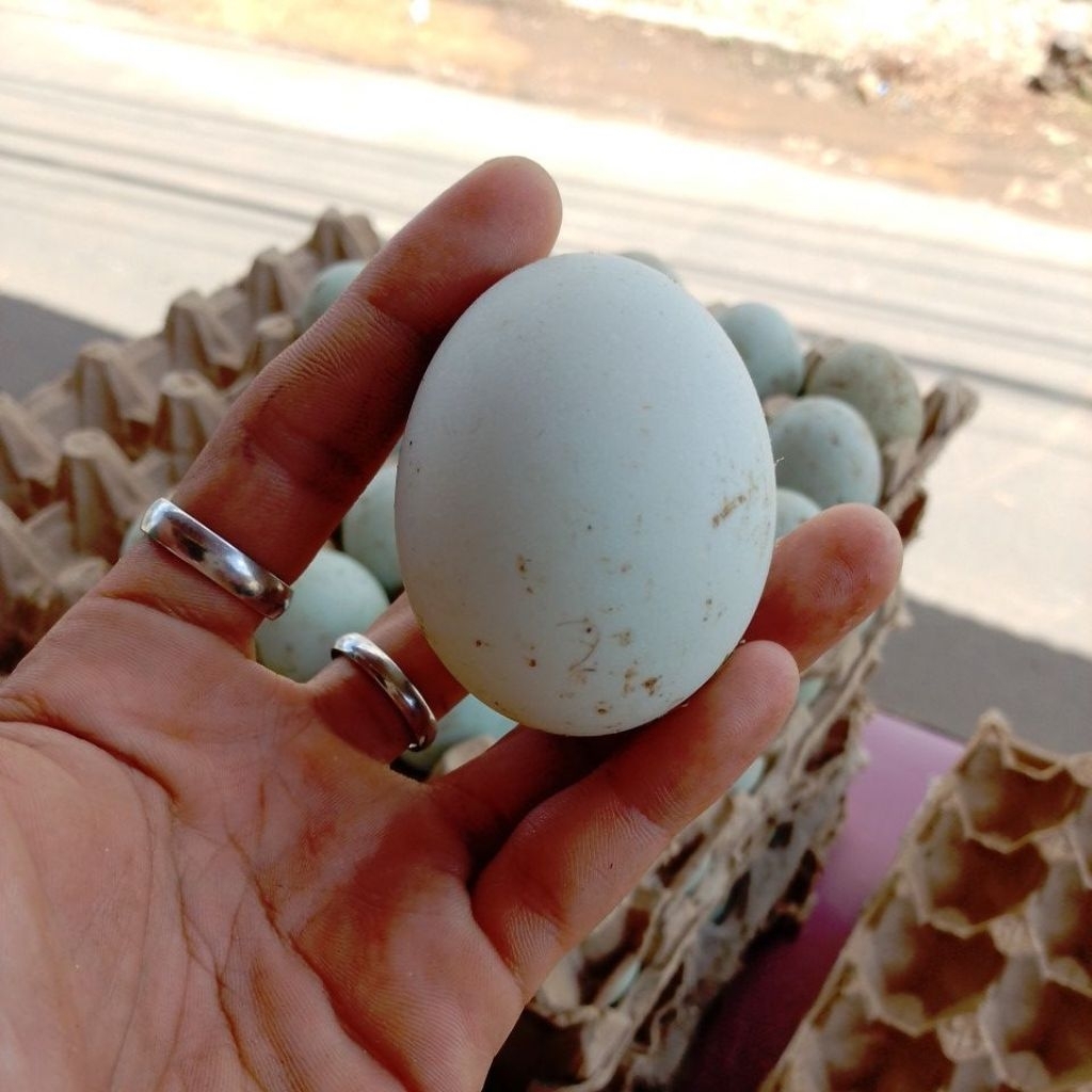 

telur bebek