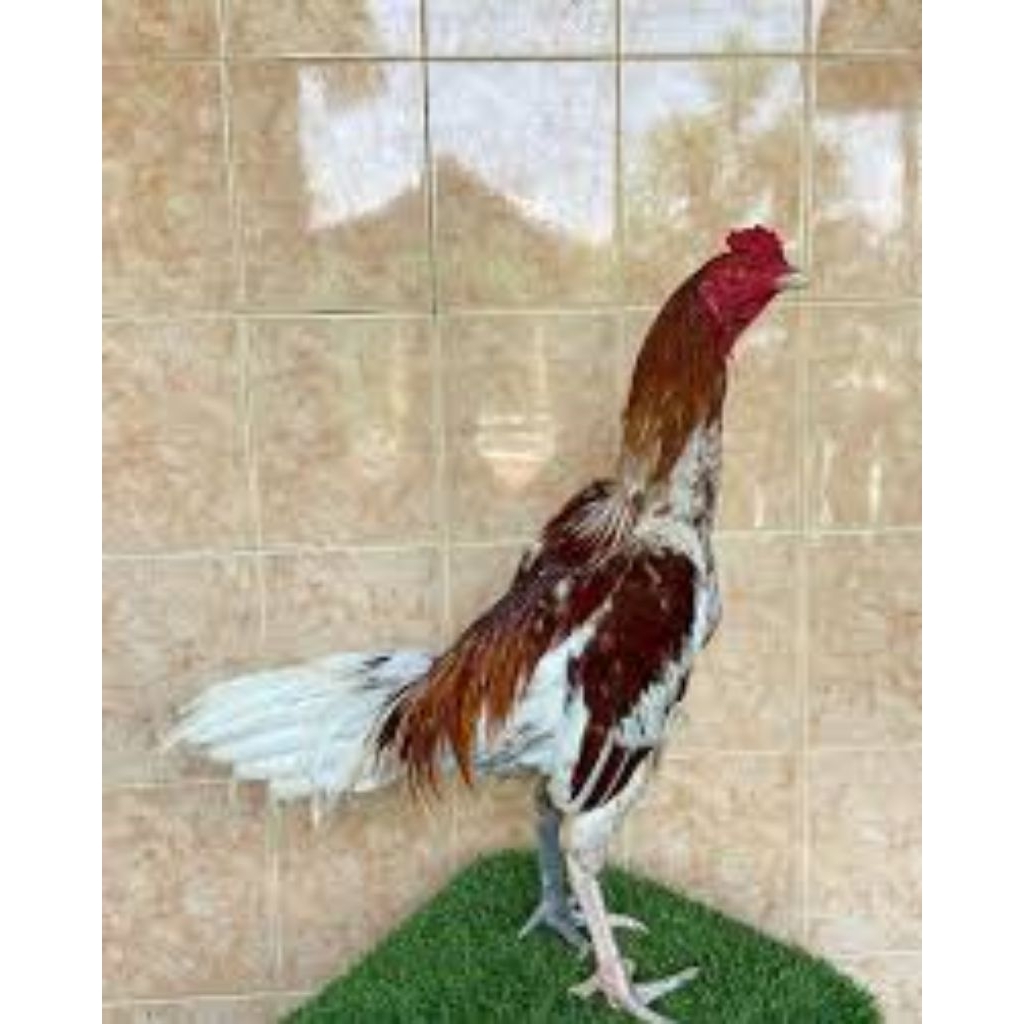 

paket hemat 5 Telur Ayam Plucer ayam petarung super siap untuk ditetaskan