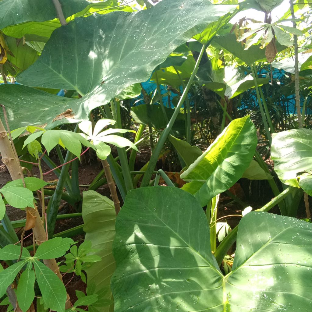 

Daun Talas Per Lembar