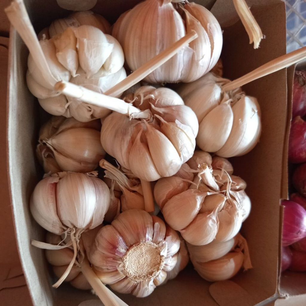 

BAWANG PUTIH BARU PANEN