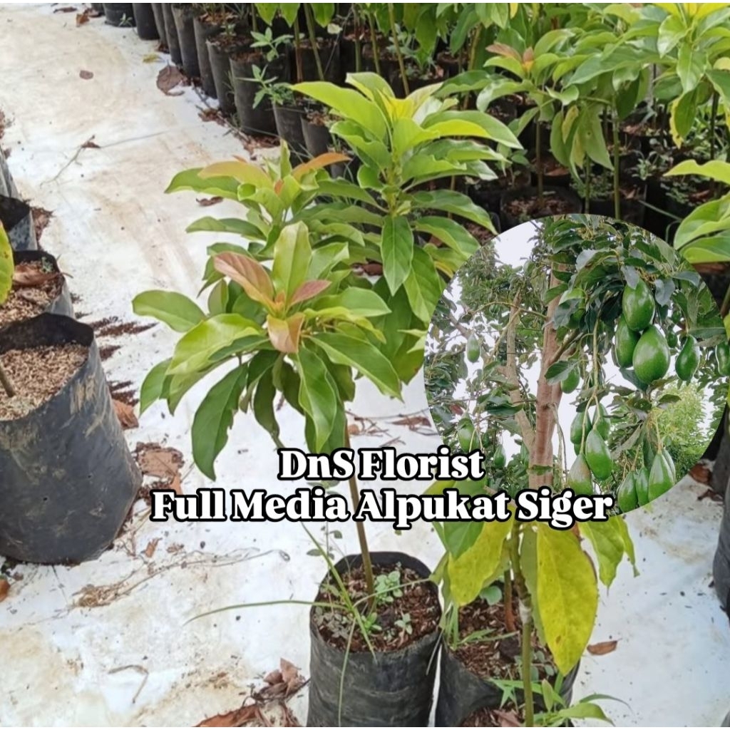 Full Media Bibit Alpukat Siger Sibatu Asli Cepat Berbuah