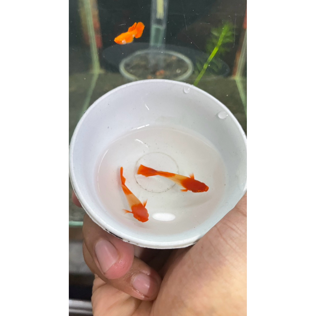 Guppy Albino Koi Red Ear