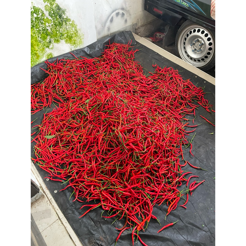 

cabe merah keriting fresh segar langsung dari kebun sendiri