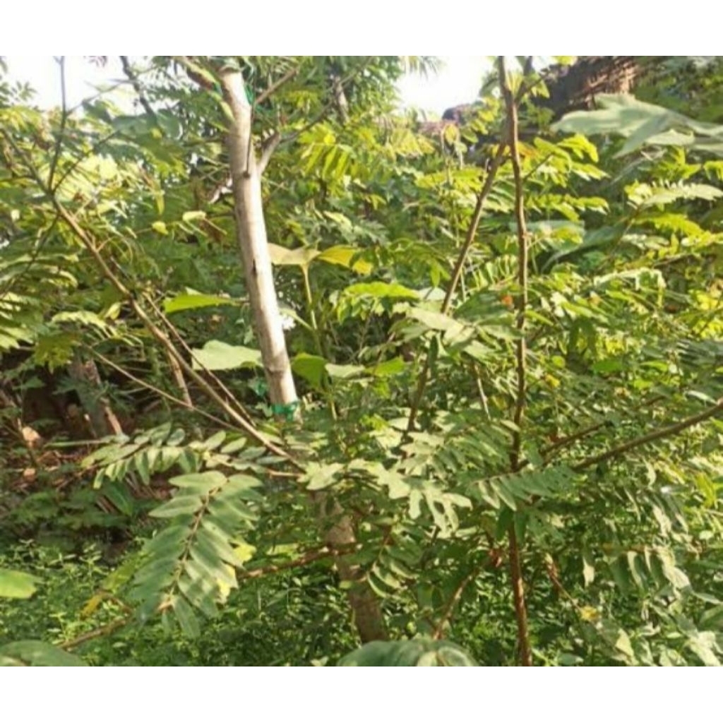 

MURAH!! 500 GRAM DAUN JOHAR