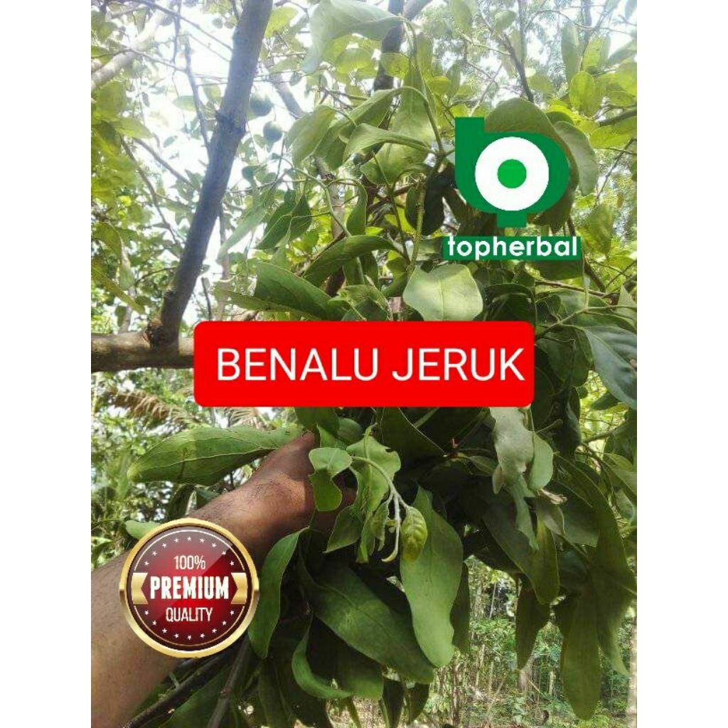 

Daun benalu jeruk kering hijau grade A+ 1kg/1000gram