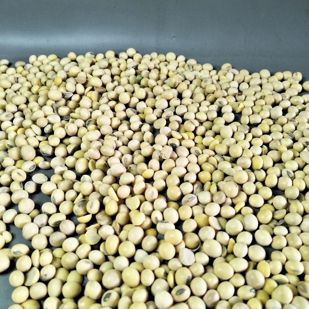 

1Kg Kacang Kedelai Kering Mentah | Kedelai Mentah Murah | Kedelai Kering Mentah