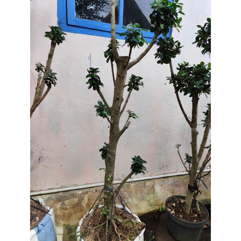 bonsai dolar mikro hiasan taman/mini taman