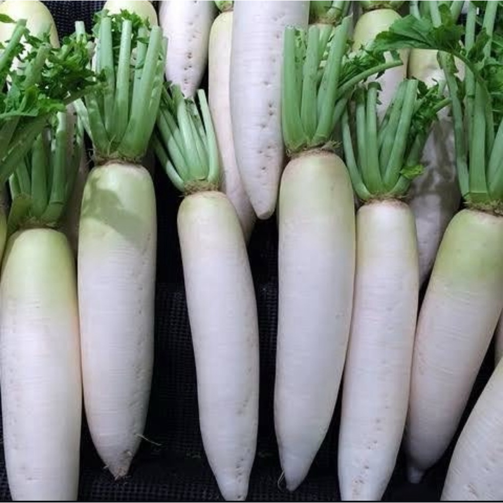 

GROSIR LOBAK 2KG BERKUALITAS